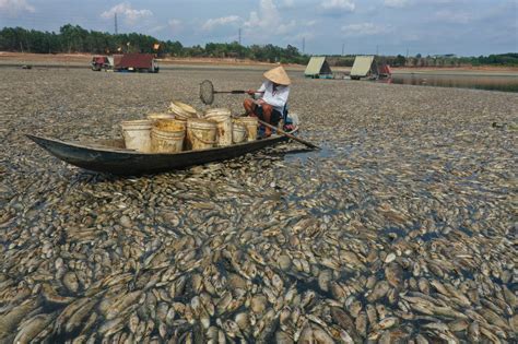Mass fish die-off in Vietnam as heatwave roasts Southeast Asia