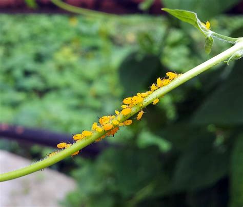 Image result for Spring Season Insects