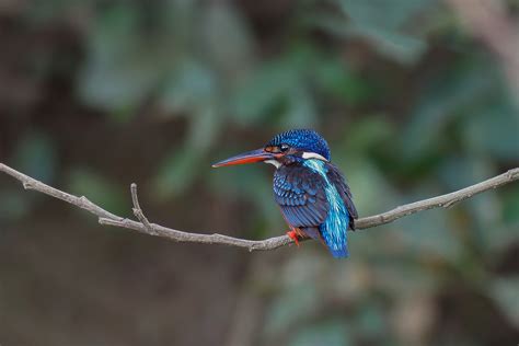 Get To Know India's Kingfishers | Nature inFocus