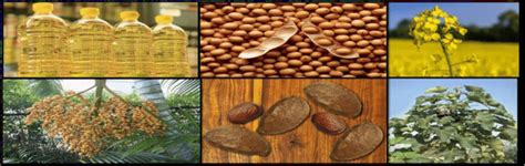 Seeds Used For Production of Biodiesel | Download Scientific Diagram