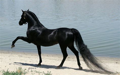 Black Arabian Horse Wallpapers - Top Free Black Arabian Horse ...