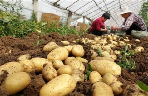 除了滴灌 以色列农业还用这十余种方式影响世界_种植圈_191农资人 - 农技社区服务平台