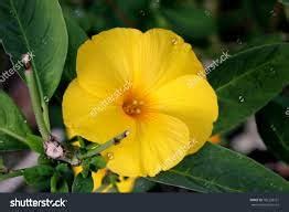 S.D ENTERPEISE "Himalayan Marigold Seeds" "Yellow Himalayan Poppy Seeds ...