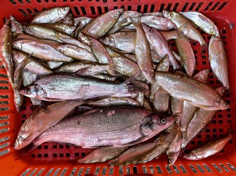 Wuhan's Reopened Wet Markets Down On Business