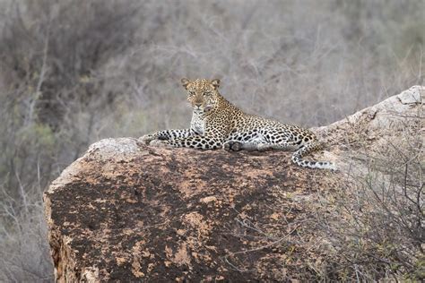 Leopard | Samburu National Reserve, Kenya | Mark Slonecker | Flickr