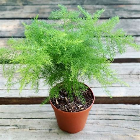 Asparagus Setaceus | Asparagus Fern - Plant – Lalit Enterprise
