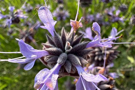 27 Most Fragrant Flowers for Your Garden (by Region) | Almanac.com