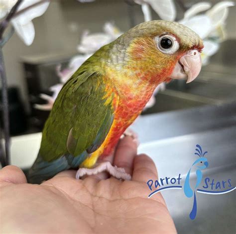 Baby Pineapple Green Cheek Conure Available at Parrot Stars!