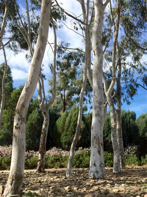Brittle Gum Trees - Eucalyptus mannifera subsp maculosa in Royal ...