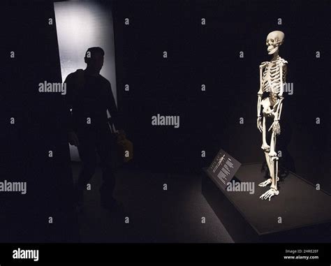 The Body Worlds RX exhibit is seen during a media tour at the Museum of Natural History in ...