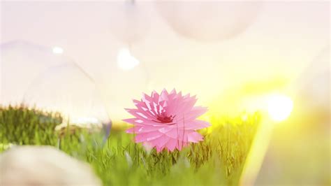 Spring and flower 23284523 Stock Video at Vecteezy