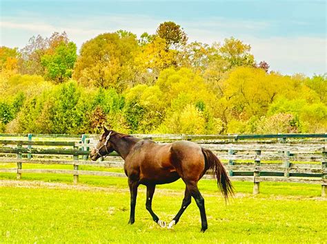 HIGHPOINTE FARM AND TRAINING CENTER - All You Need to Know BEFORE You ...