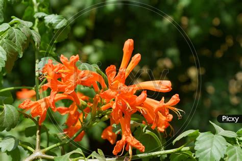 Orange Colour Flowers
