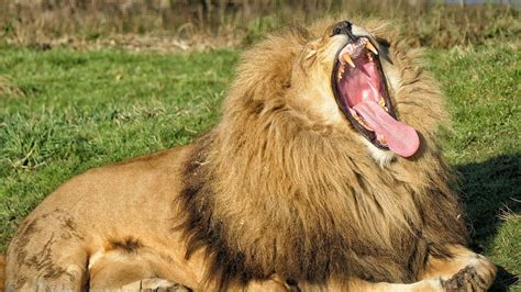 Zoos and Wildlife Parks | Attractions Near Me