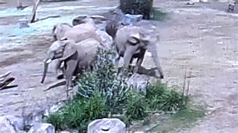 Watch elephants form protective circle in San Diego after earthquake
