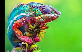 Image result for Most Colorful Mammals