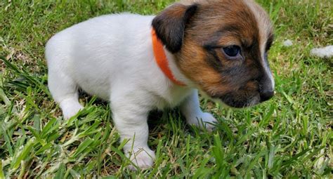 Image result for Mini Stumpy Jack Russell