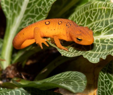 Newt Amphibian