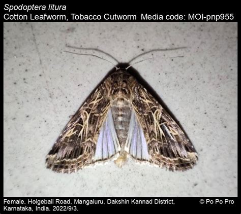 Spodoptera litura (Fabricius, 1775) - Cotton Leafworm, Tobacco Cutworm ...