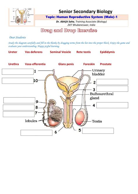 Image result for Male Reproductive System Worksheet
