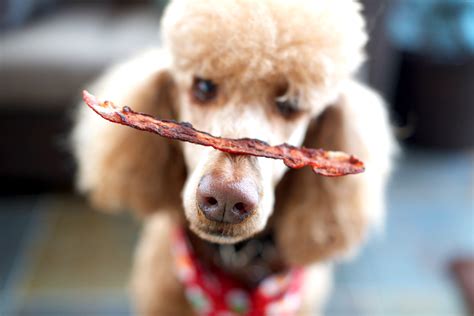 Can Bacon Give Dogs Diarrhea