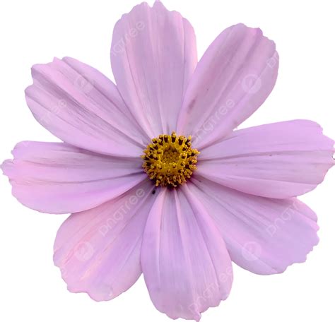 Image result for Flower