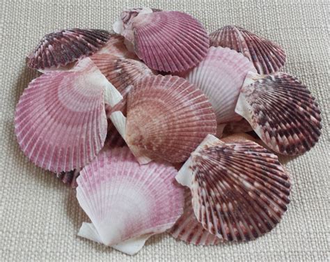 Image result for Small Shells