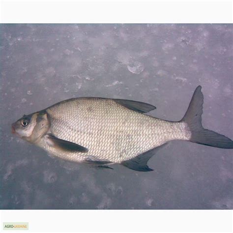 Продам лещ свежий, купить лещ свежий, Киев — Agro-Ukraine