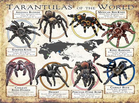 Tarantula Species of the World Poster Print