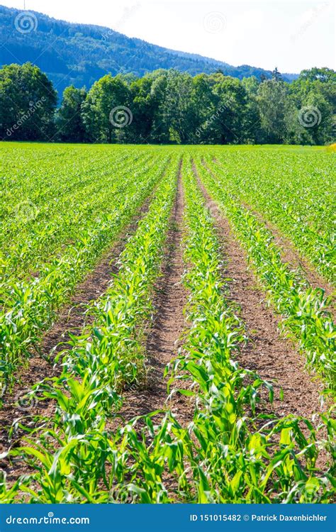 Vegetables Agriculture 的图像结果