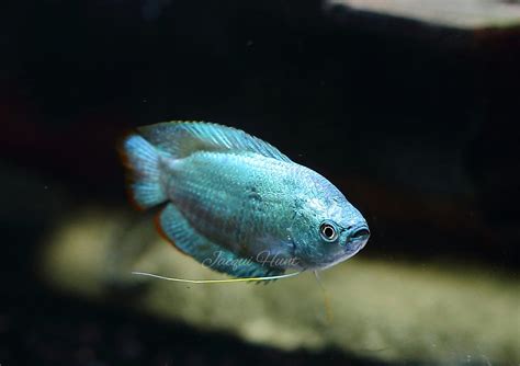 Bildergebnis für powder blue gourami