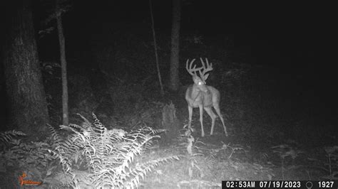 2025 Jackson 32 "Ray" - Bowhunting Ohio Whitetails - Ohio Outfitter for ...