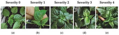 Resistance Assessment to PHYVV and PepGMV in Wild and Domesticated ...