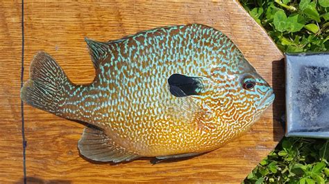 Missouri fishing records broken in 2023 | ksdk.com