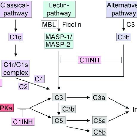 Image result for Complement Kinin Systems