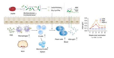 Boosting HSA Vaccination with Jujube Powder Modulating Gut Microbiota ...