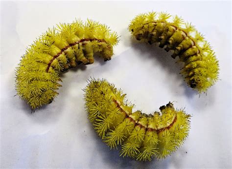 Can Green Caterpillars Bite at Heather Kushner blog