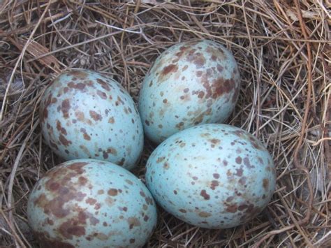 Tropical Texana: BLUE EGGS: HAPPY MACRO MONDAY