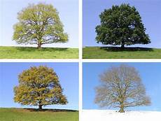 ausmalbilder herbst und winter fr 252 hling sommer herbst oder winter foto bild ausmalbilder herbst und winter fr 252 hling sommer herbst oder winter foto bild
