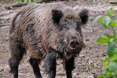 Asp.net Core Checkbox Example 的图像结果