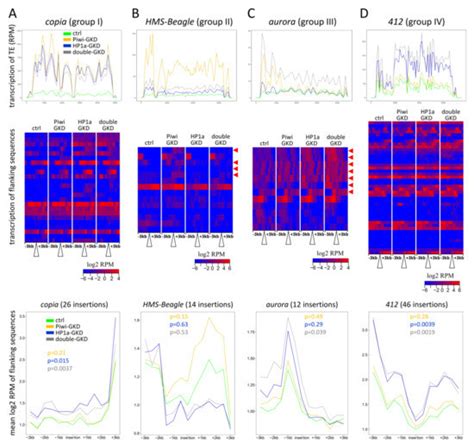Complex Genetic Interactions between Piwi and HP1a in the Repression of ...