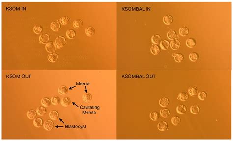 Development of a New Advanced KSOM Mouse Embryo Media that Enables Dual ...