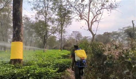 New method of using pesticides in tea gardens : 2024-02-25 | Aajkaal ...