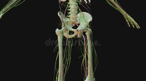 Lymphatic System Animation 的图像结果