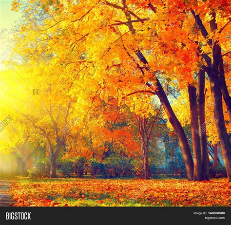 Image result for Autumn Tree Scene