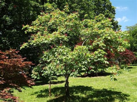 Aesculus pavia - red buckeye | The Dawes Arboretum