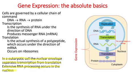 Image result for Simple Gene Expression