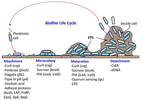 Bacterial Biofilms and Their Implications in Pathogenesis and Food Safety