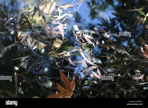 Image result for Spring Pond Reflection