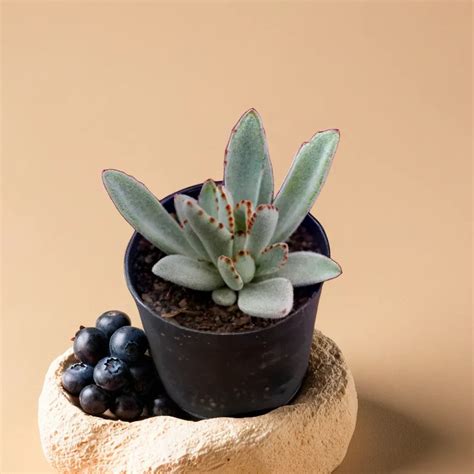 Grey Tomentosa Panda Succulents Online In India – Plant Orbit
